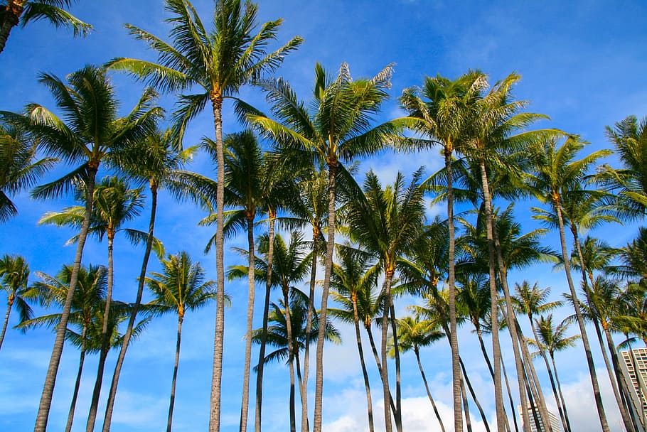 palm tree during daytime, Palms, Trees, Natural, Tropical, Island HD wallpaper
