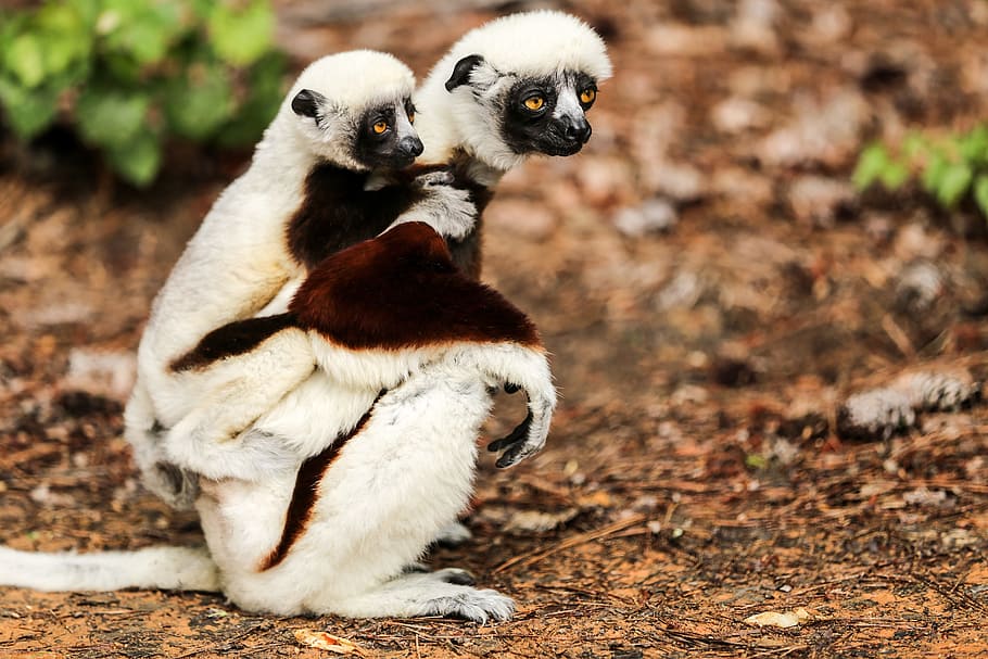 two white-and-brown monkeys on brown soil, coquerel's sifaka