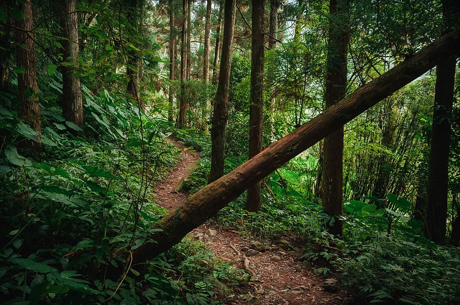 Forest eyes. Глаза в лесу. Лес с глазами на деревьях. Поле с глазами лес с ушами. Song of the Forest.