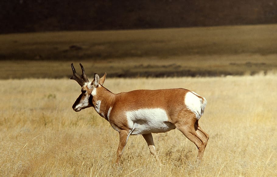 pronghorn, buck, wildlife, nature, outdoors, national park, HD wallpaper