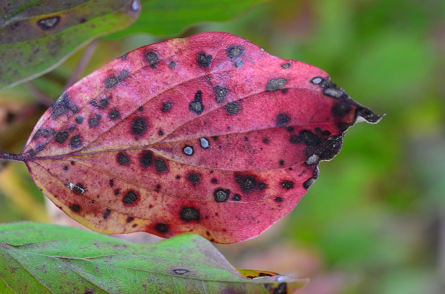 leaf, colored, autumn, leaves, tree, close-up, plant part, focus on foreground HD wallpaper
