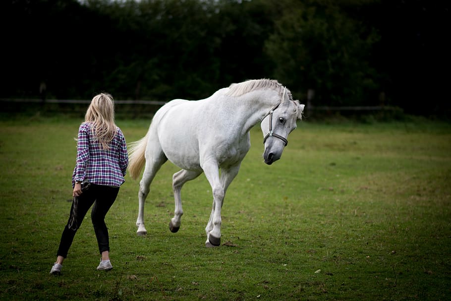 woman standing near white horse on green grass field, zic, zac HD wallpaper