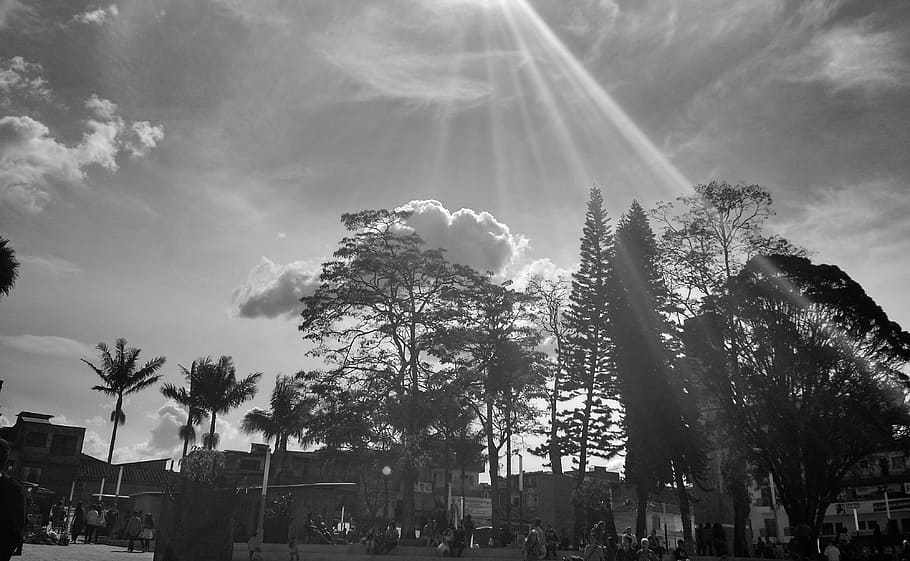 sunset, white, black, city, municipality, urban, trees, panorama HD wallpaper
