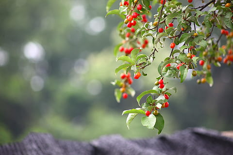 red berries selective focus photography, leaf, nature, fruit HD wallpaper