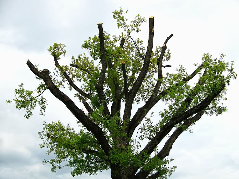 tree, nature, plant, spring, silhouette, natural, environment HD wallpaper