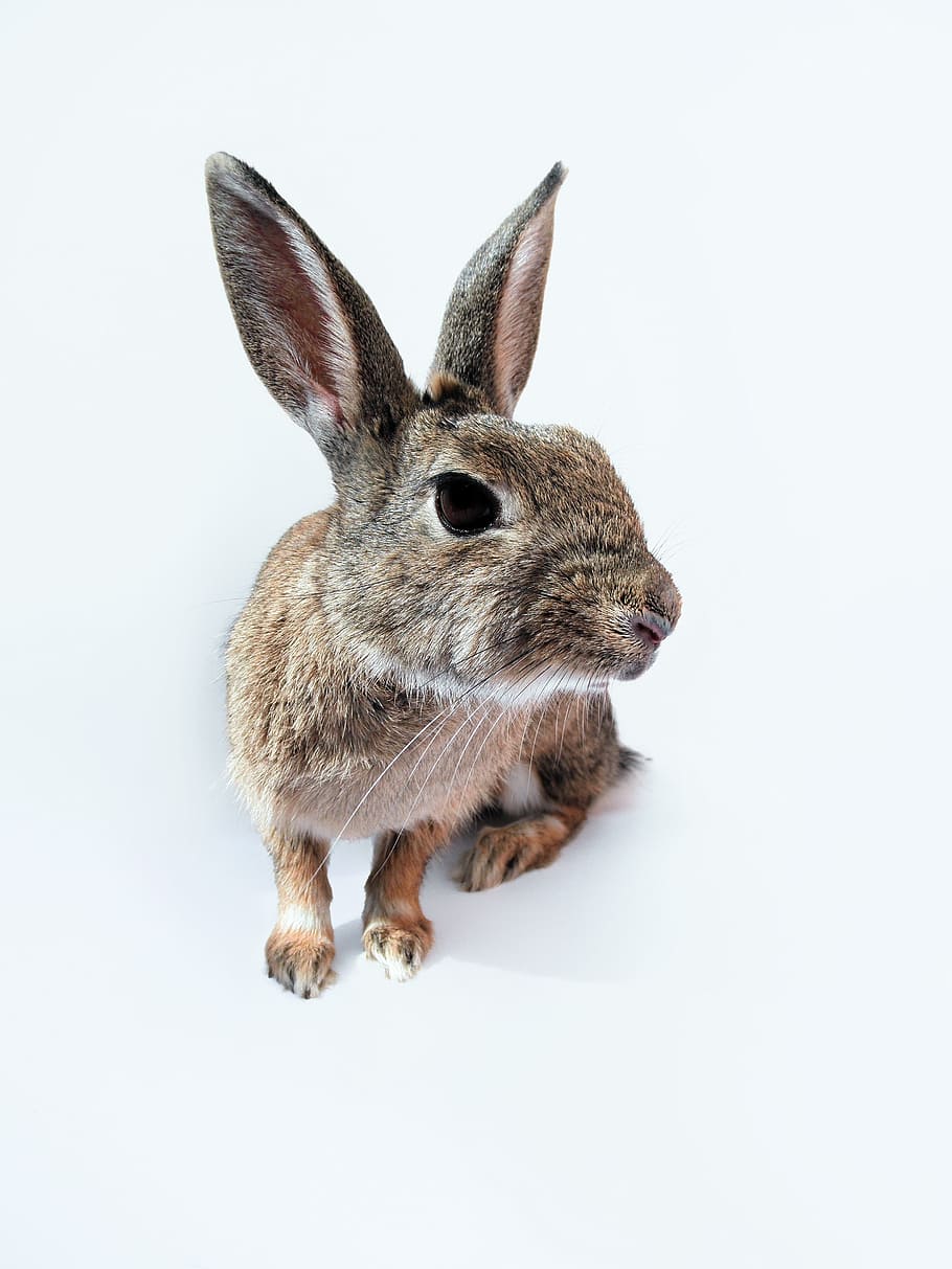 brown lagomorpha, rabbit, bunny, leaning, forward, studio shot HD wallpaper