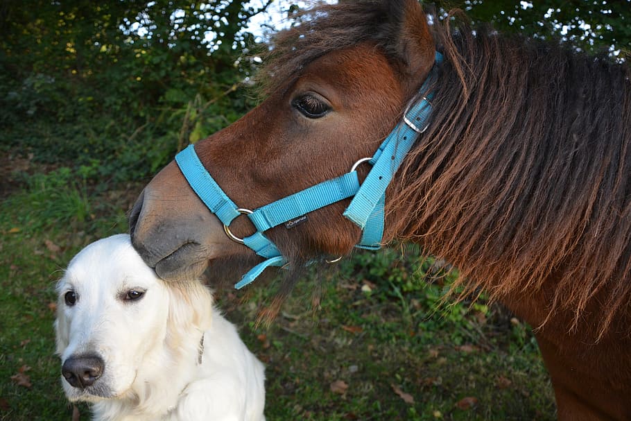 adult light golden retriever and brown horse, kiss, shetland pony