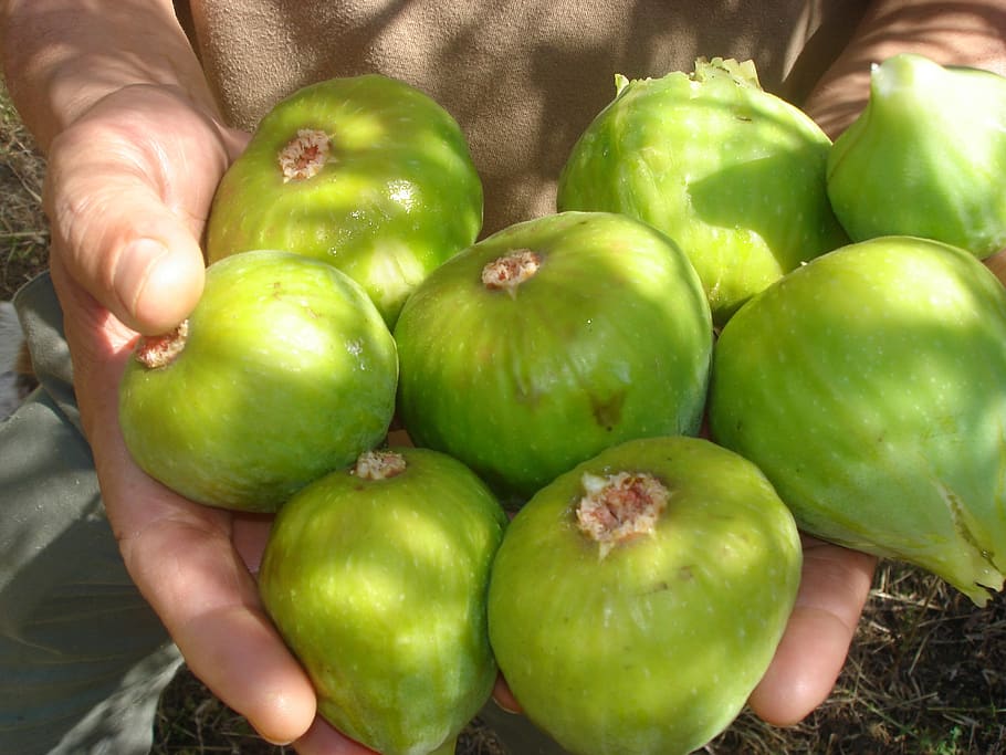 fig, ouazzane, fruit, food and drink, human hand, healthy eating HD wallpaper