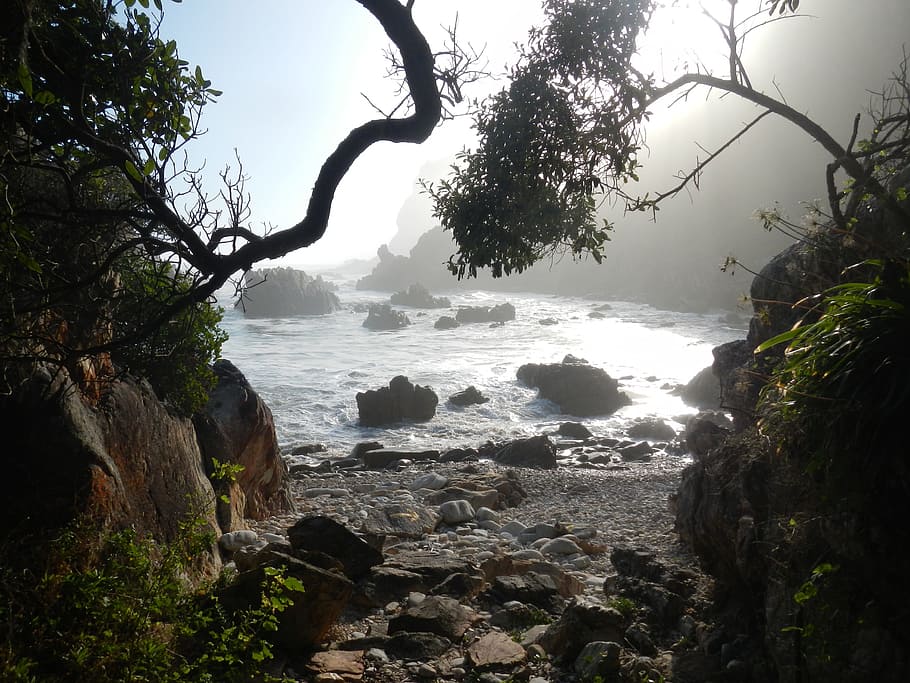 Forest, Ocean, Wild, Nature, Sea, landscape, water, tree, outdoor HD wallpaper