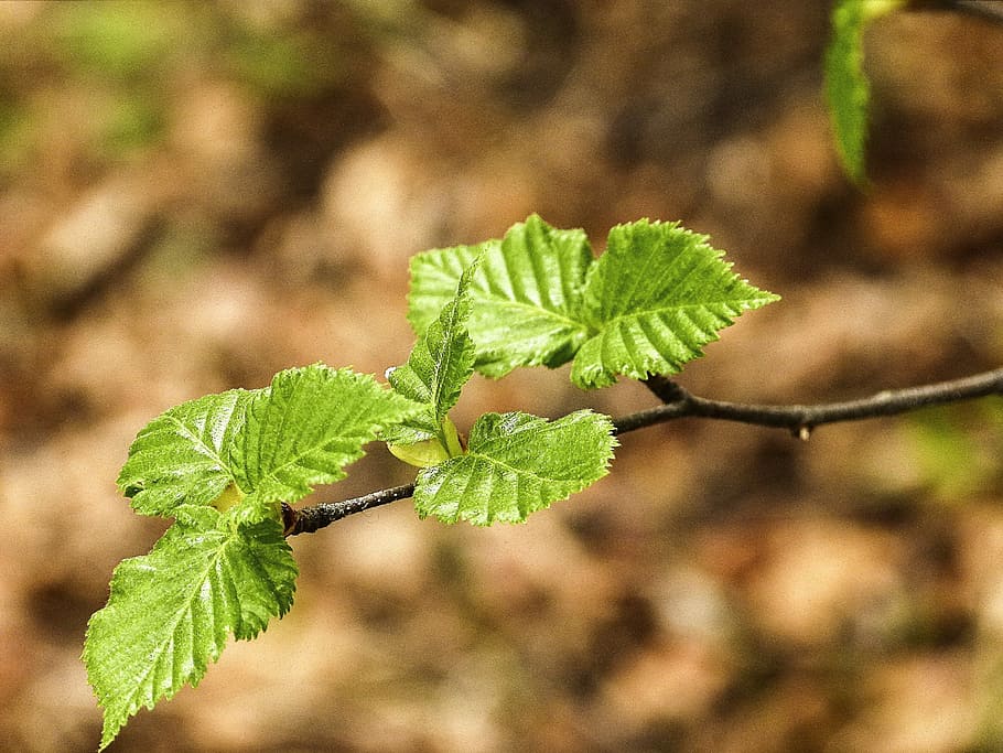 Leaves, Branch, Tree, Birch, Close-Up, nature, forest, meadow HD wallpaper