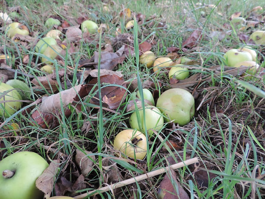 apple, windfall, autumn, food, food and drink, healthy eating HD wallpaper