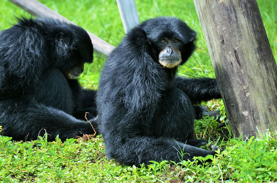black monkey, primate, animal, zoo, animals, mammal, rainforest HD wallpaper
