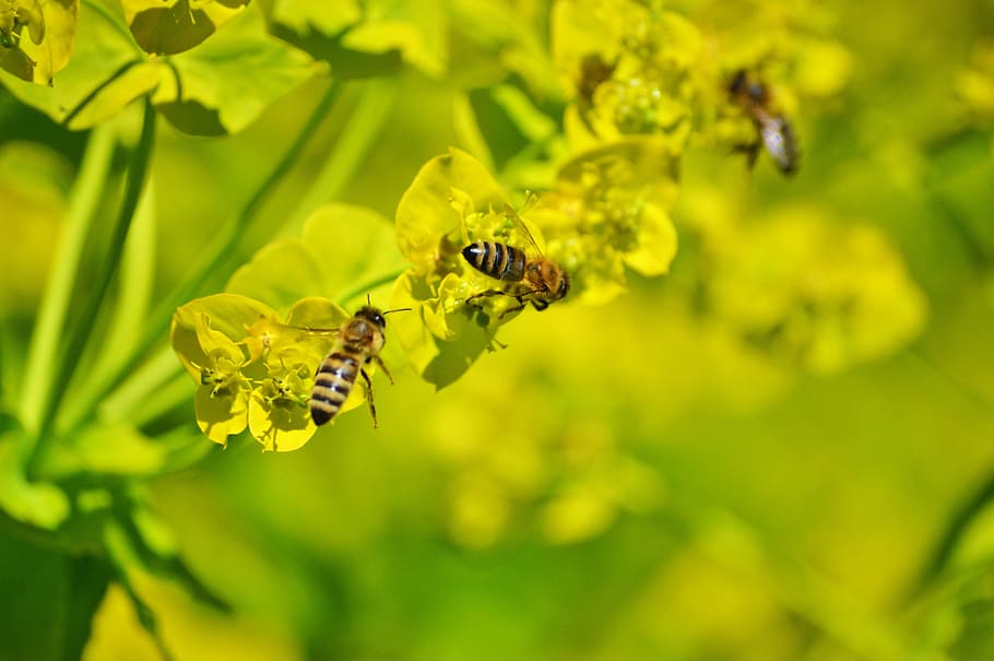 Bee, Insect, Blossom, Bloom, Pollination, pollen, nectar, flower HD wallpaper