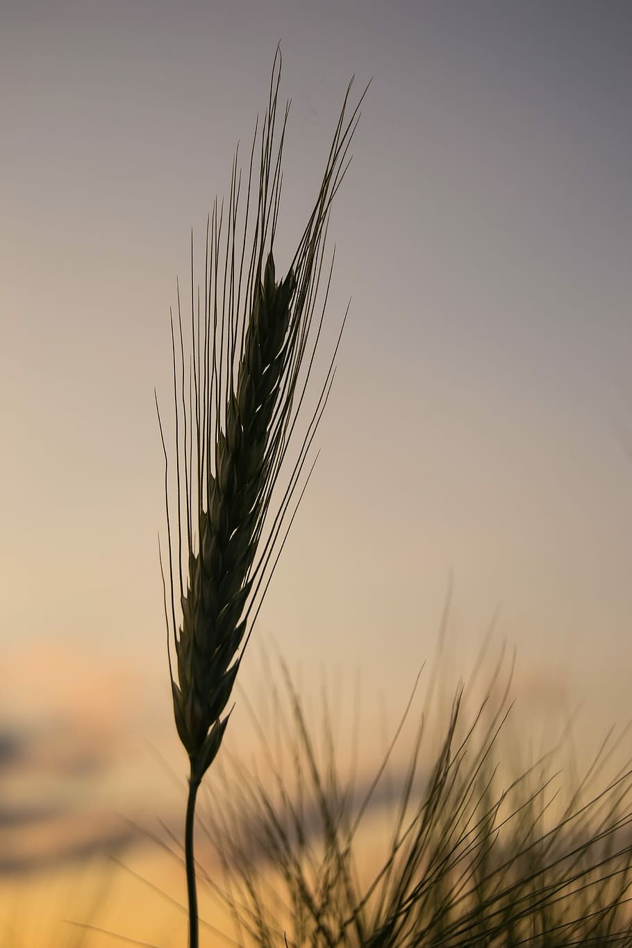 Cereals, Grain, Wheat, Field, Nature, spike, plant, food, baked goods HD wallpaper