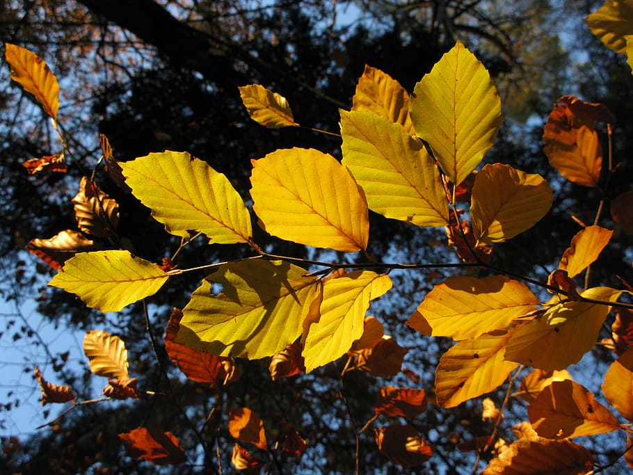 beech forest, fagus sylvatica, sun, sheet, nature, view, rays HD wallpaper