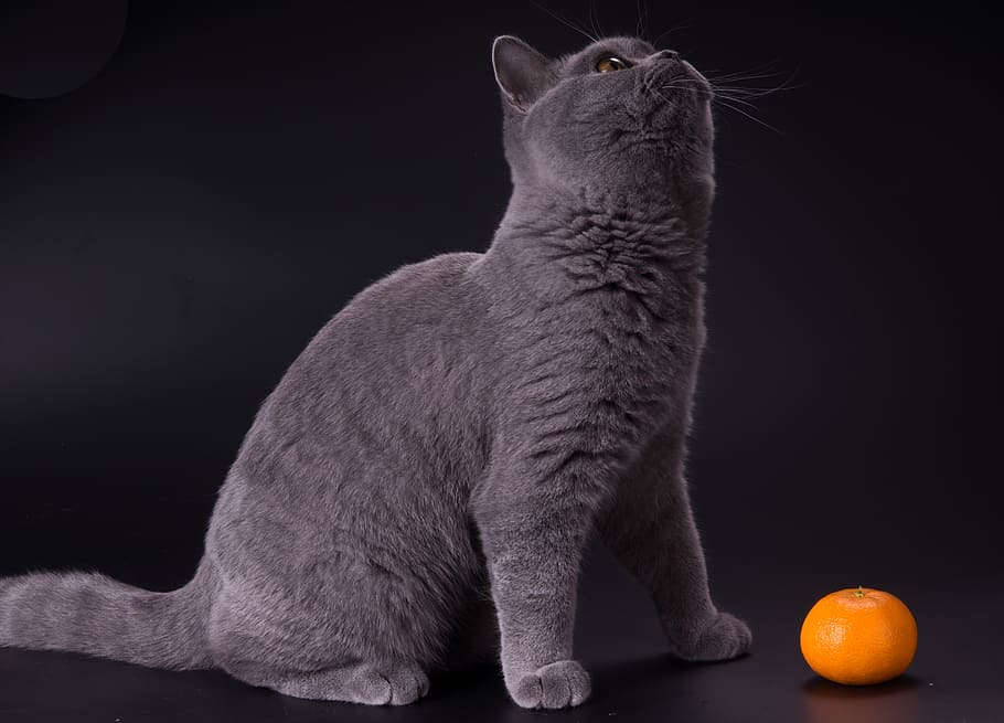 Russian blue cat, kittens, pet, grey, tangerine, domestic Cat HD wallpaper