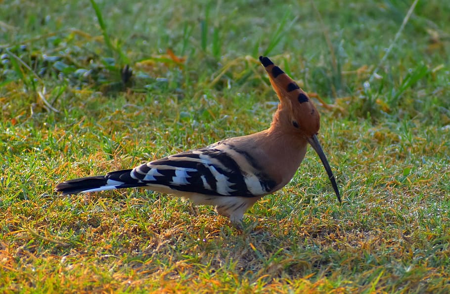 hoopoe bird, douchiphat, crown of feathers, grass, one animal, HD wallpaper