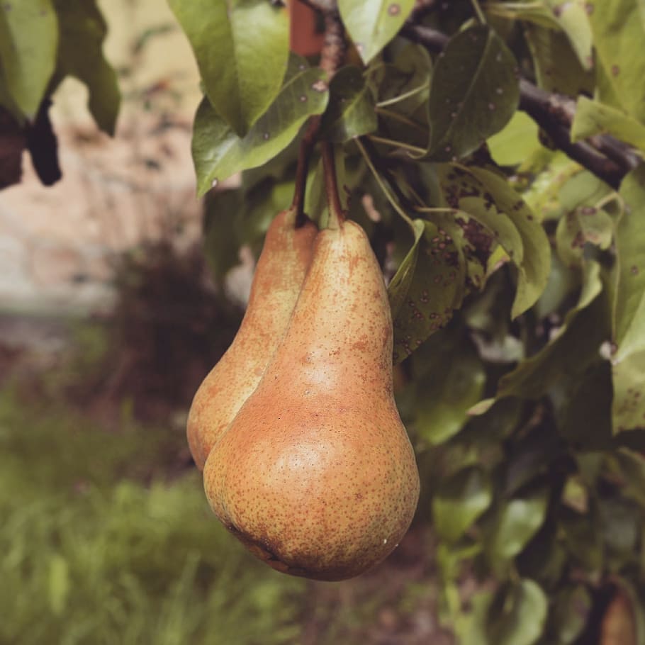 fruit, garden, pear, tree, yellow, growth, food and drink, plant HD wallpaper