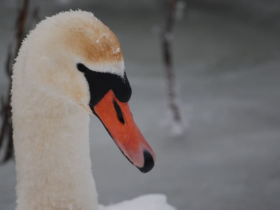 swan, bird, winter, animals, water, wild, bird duck, water bird HD wallpaper