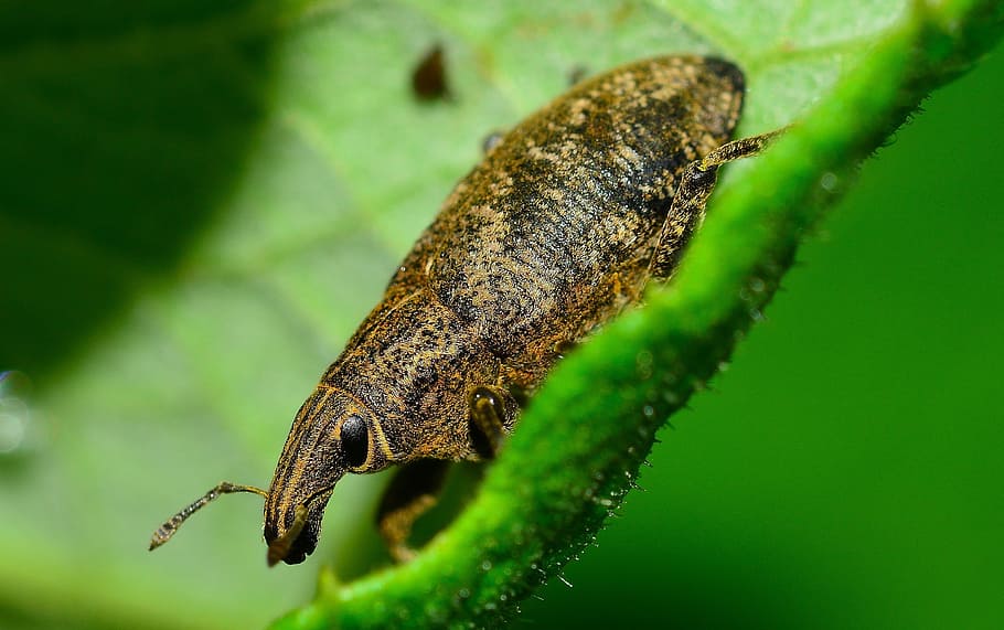 Weevil, Insects, Beetle, one animal, animals in the wild, animal themes HD wallpaper