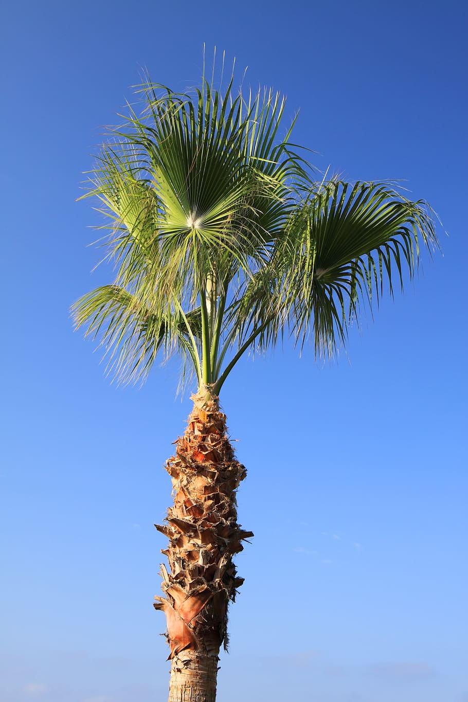 blue, coconut, green, leaf, nature, palm, plant, sky, summer HD wallpaper