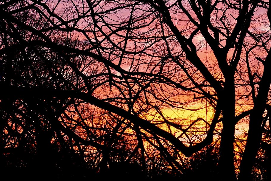 sunset, forest, nature, tree, sunny, season, sky, light, wood HD wallpaper