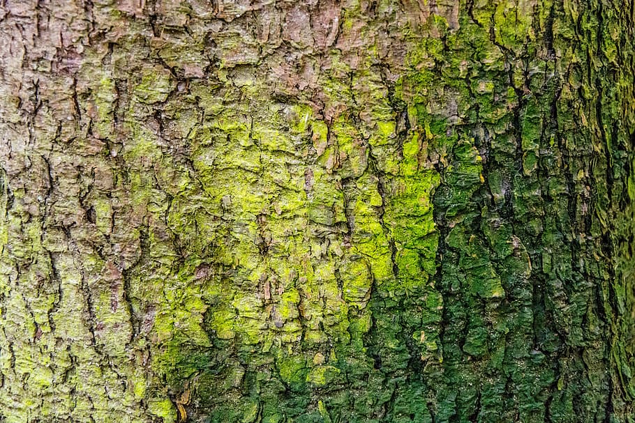 tree, forest, moss, nature, green, trunk, tree trunk, plant HD wallpaper