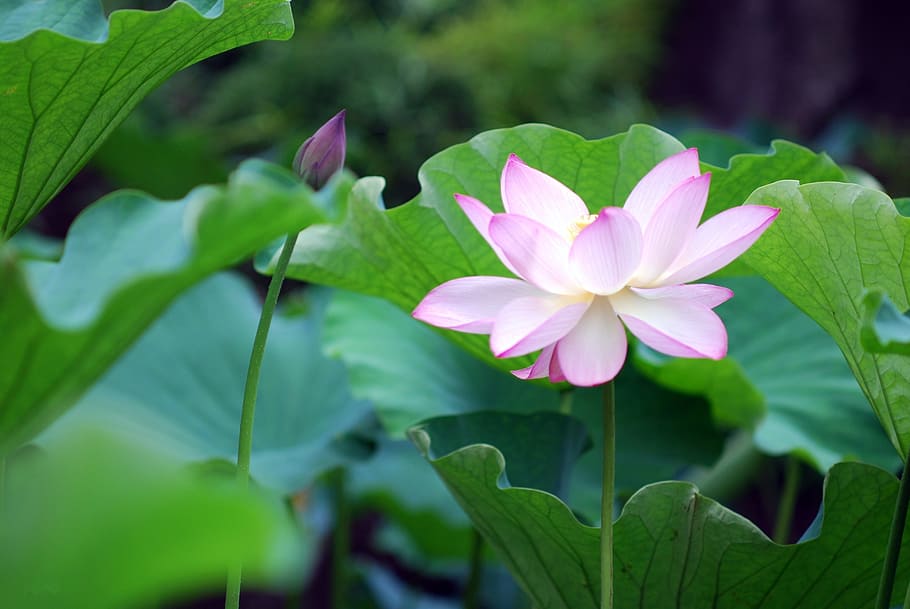 flower, ornamental trees, natural, flowering plant, plant part HD wallpaper