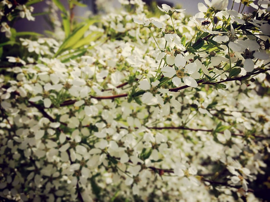 Bush, Flowers, White, Beetle, Ladybug, spring, nature, plant HD wallpaper