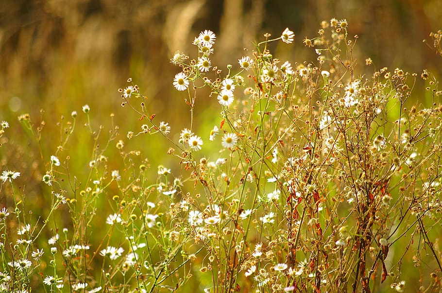 Meadow, Daisies, Sunny, plant, nature, growth, flower, outdoors HD wallpaper