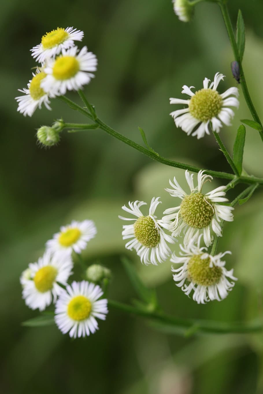 flowers, green, flowering plant, freshness, beauty in nature HD wallpaper