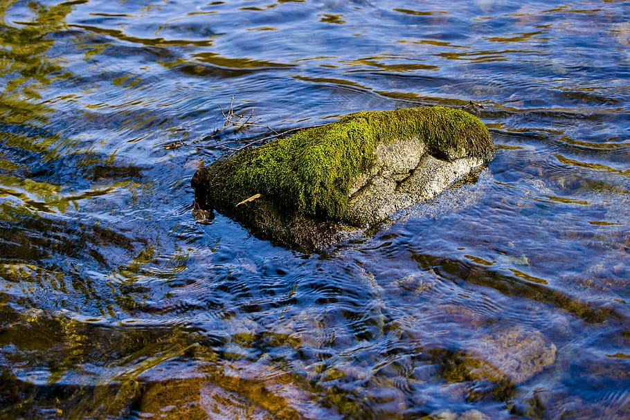 green moss on grey rock soaked in water, altai, mountain, river HD wallpaper