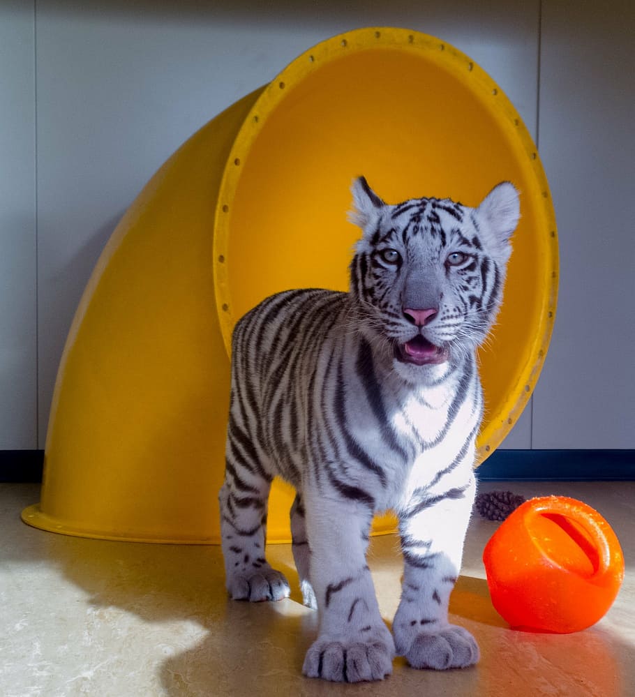 white tiger cub, baby, cat, feline, fur, toys, indoors, zoo, wildlife