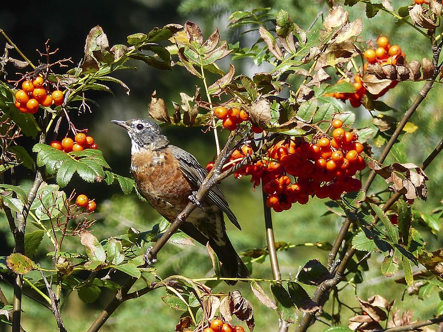 Red Robin, Bird, Feathered, Animal, wild life, catching, rowan berries, HD wallpaper