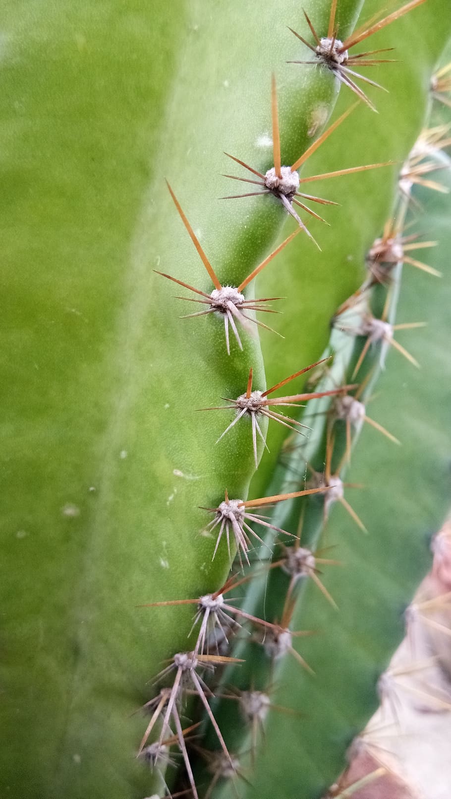 cactus, spins, fork, green color, close-up, invertebrate, animal wildlife HD wallpaper