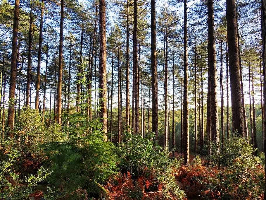 trees, woods, forest, landscape, plant, tranquility, growth HD wallpaper