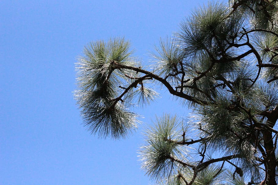 forest, nature, pine, sky, tree, blue, outdoors, branch, plant HD wallpaper