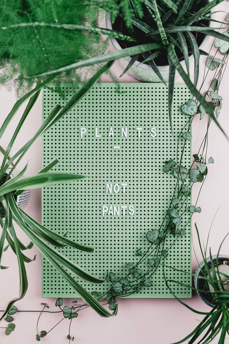 Plants No Pants wall decor surrounded with plants, green leafed plant HD wallpaper