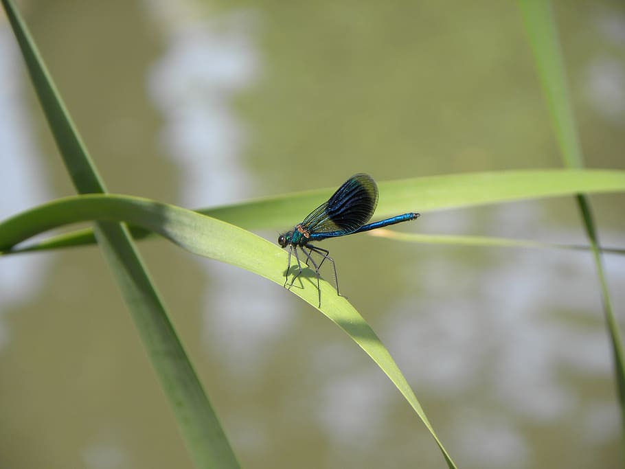 Macro, Dragonfly, Summer, Blue, Bug, pond, one animal, animal themes HD wallpaper