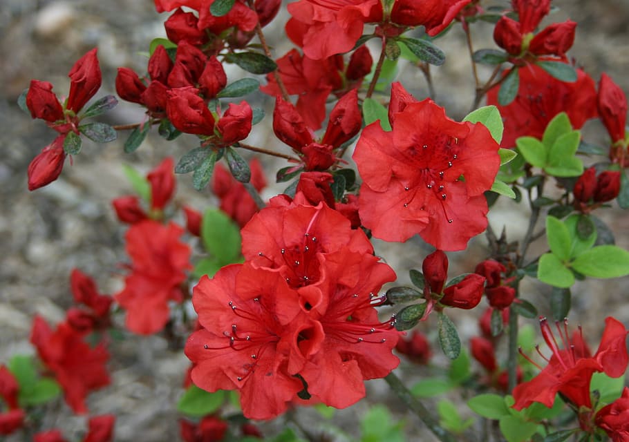 flower, azalea, blossom, spring, red, garden, blooming, summer HD wallpaper