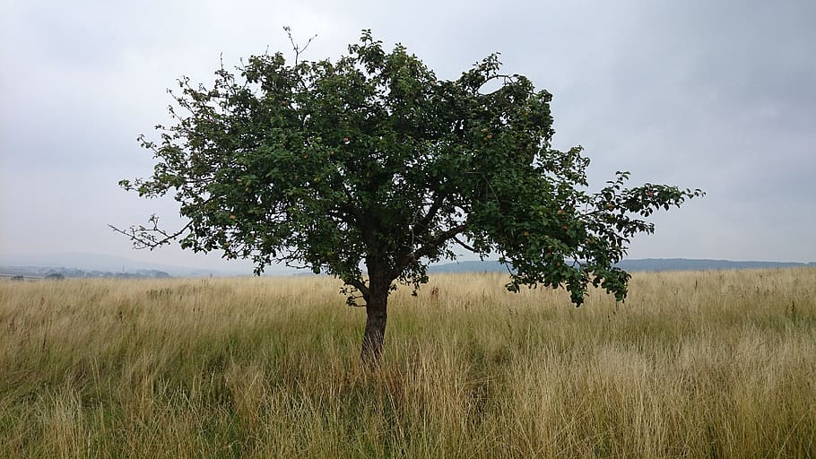 tree, meadow, landscape, sky, rest, still life, fruit tree HD wallpaper