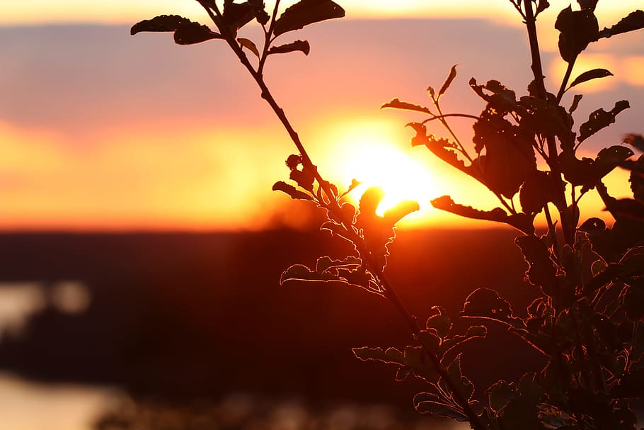 Sunset, Landscape, Clouds, Nature, Sky, tree, foliage, the sun HD wallpaper