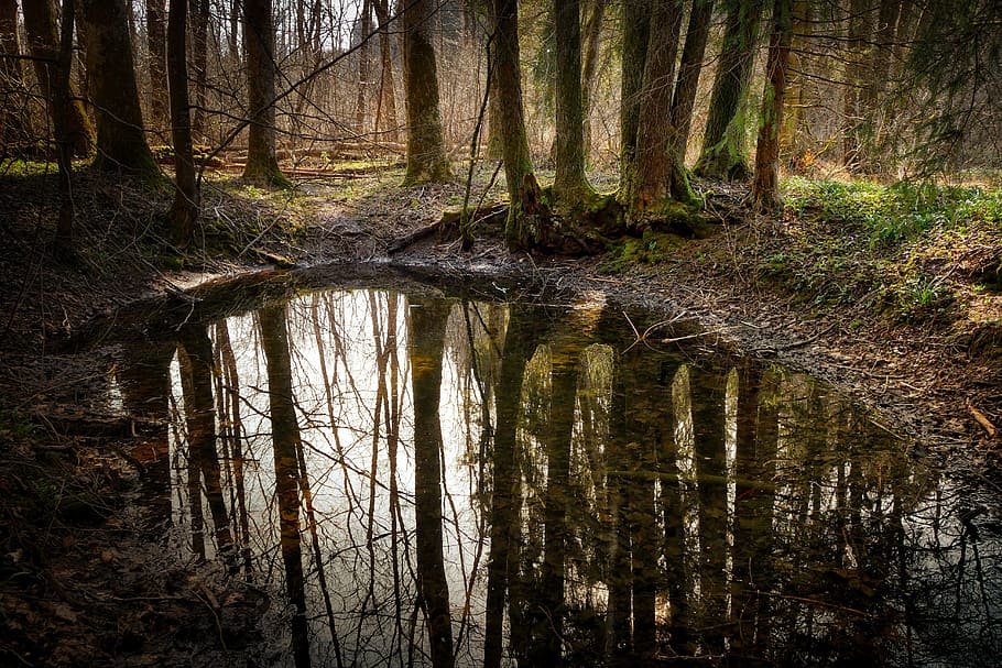 waterhole beside trees, wood, nature, waters, reflection, mirroring HD wallpaper