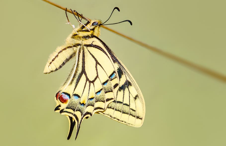 close-up photography white and black swallowtail butterfly on brown stick HD wallpaper