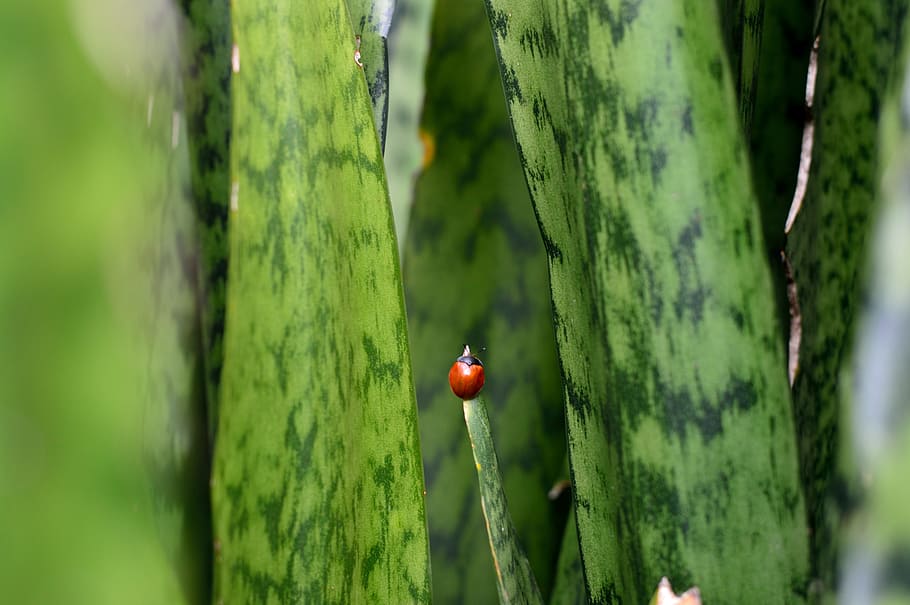 green, small, insect, beetle, nature, tiny, forest, plant, wild HD wallpaper