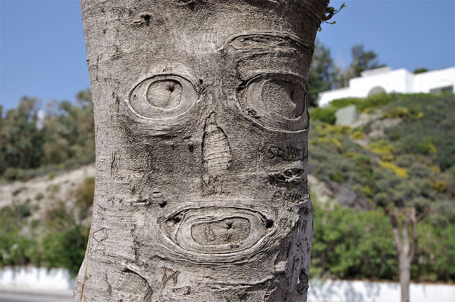 Tree, Face, Bark, Carved, funny, tree face, wood, forest spirit HD wallpaper