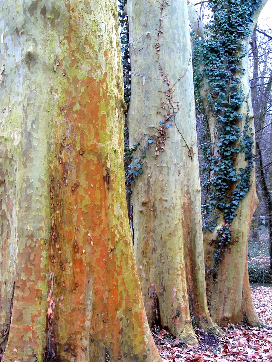 plane, trees, amber, arboretum, log, nature, trunk, tree trunk HD wallpaper