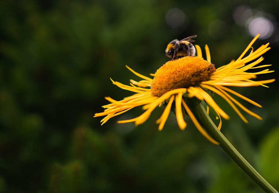 Close-up of Bee on Yellow Flower, bloom, blossom, blur, bumblebee HD wallpaper