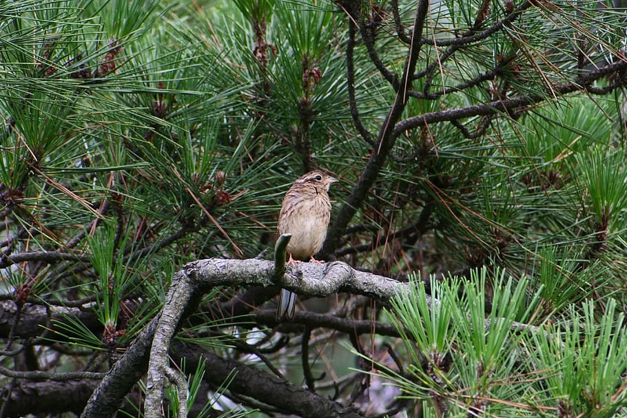 animal, forest, pine, branch, little bird, bunting, young bird HD wallpaper