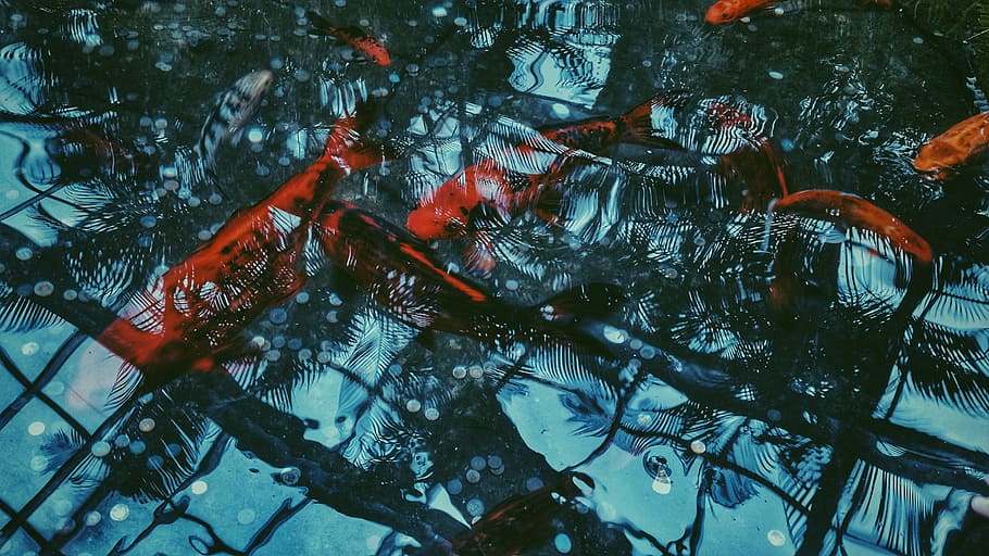 school of koi fish, blue, black, and red printed textile, red-and-black HD wallpaper